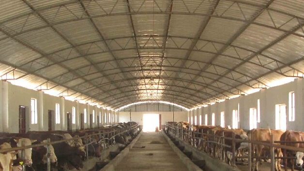 千头肉牛养殖场建设项目可行性研究报告